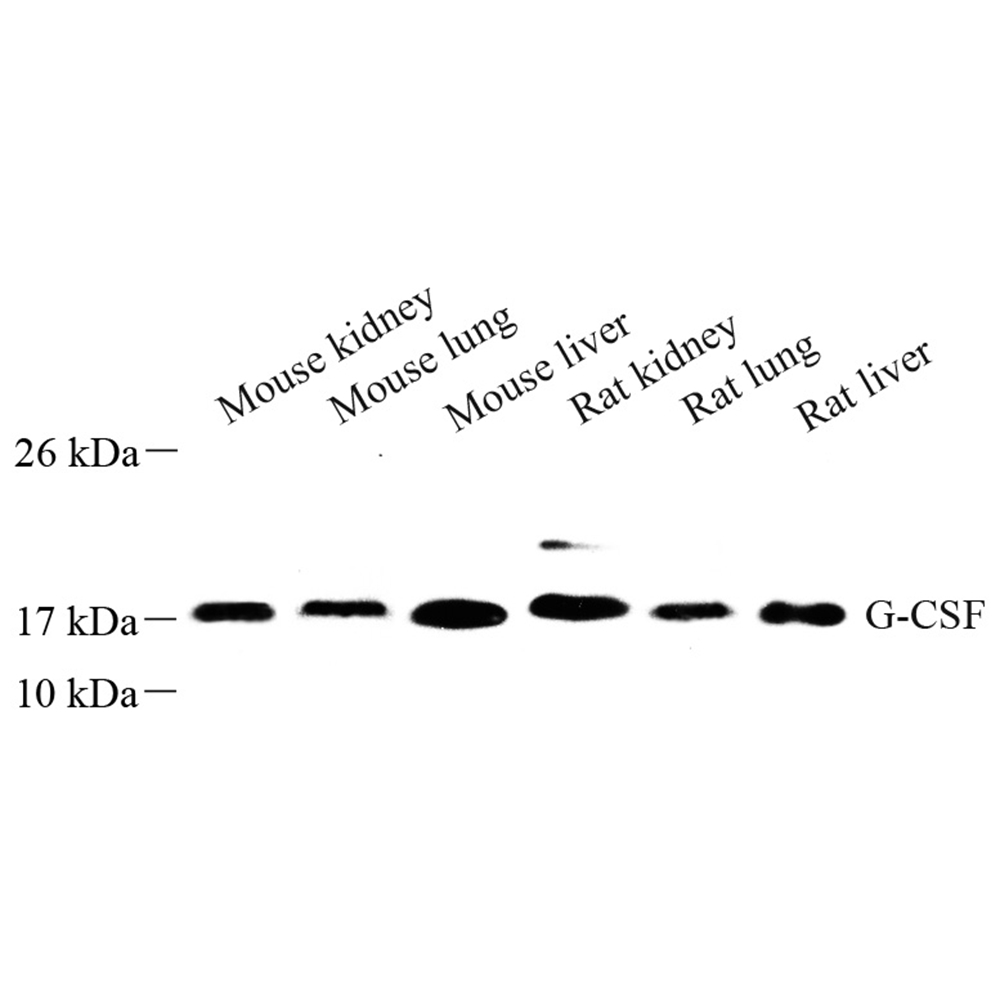 Anti -G-CSF Rabbit pAb