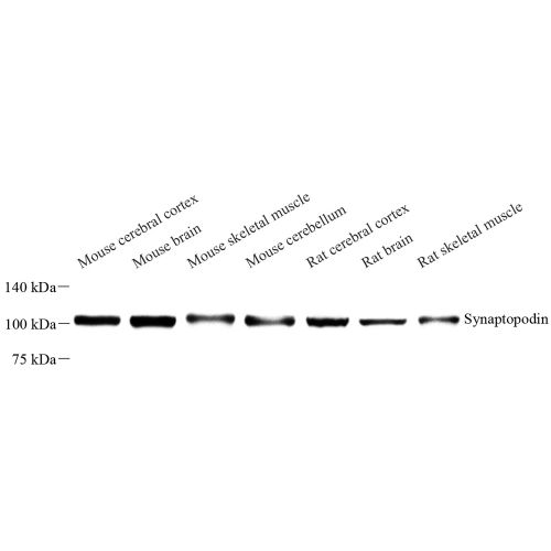 Anti -Synaptopodin Rabbit pAb