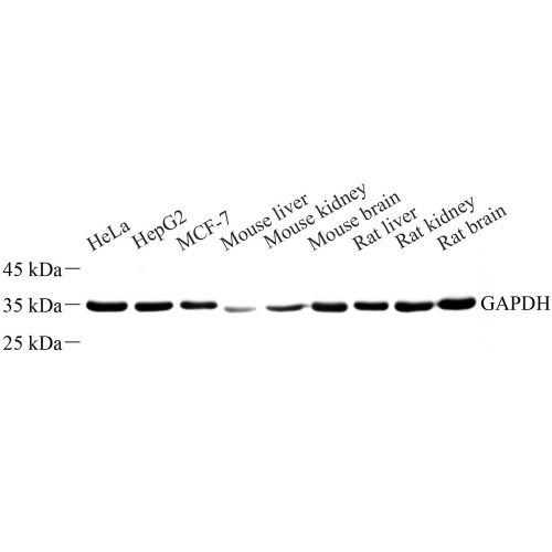 Anti -GAPDH Rabbit pAb