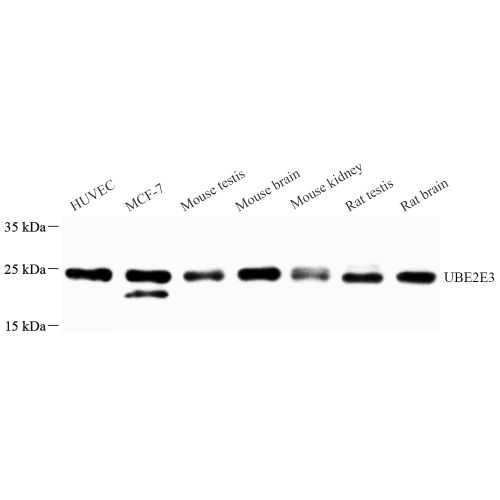 Anti -UBE2E3 Rabbit pAb