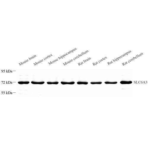 Anti -Dopamine Transporter Rabbit pAb