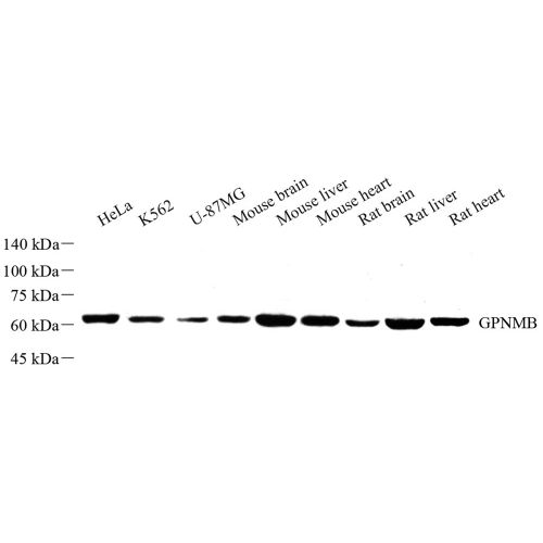 Anti -GPNMB Rabbit pAb