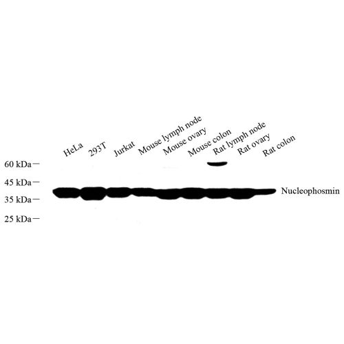 Anti -Nucleophosmin Rabbit pAb