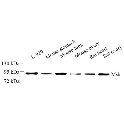 Anti -SIK1 Rabbit pAb