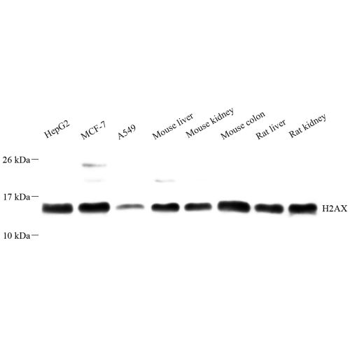 Anti -Histone H2A.X Rabbit pAb