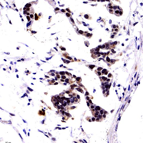 Anti -Cleaved- Caspase-3 Rabbit pAb