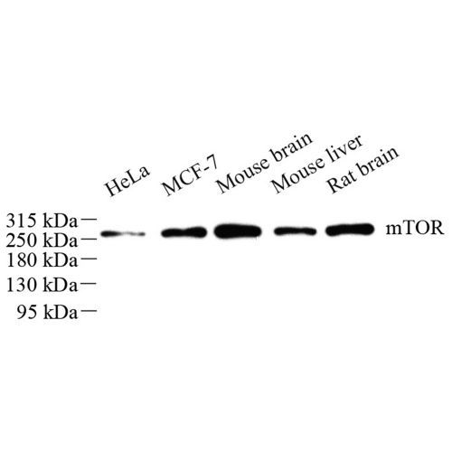 Anti -mTOR Rabbit pAb