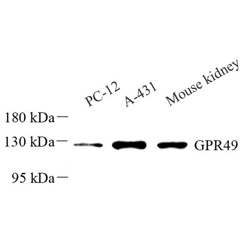 Anti -LGR5 Rabbit pAb