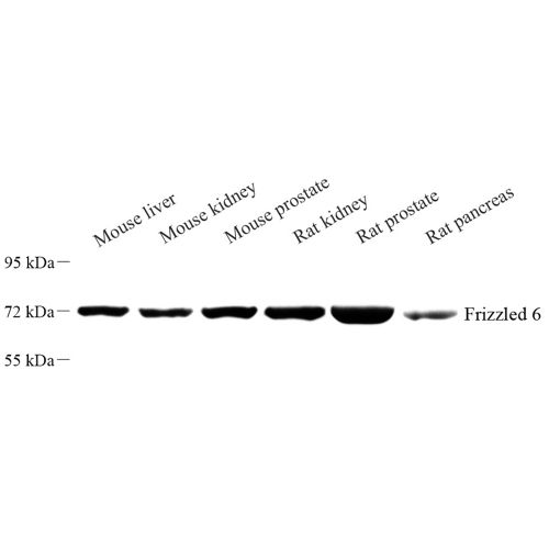 Anti -Frizzled 6 Rabbit pAb