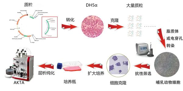 蛋白表達與純化